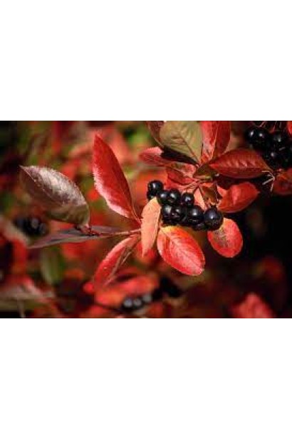 Горобина /Аронія чорноплідна Хугін